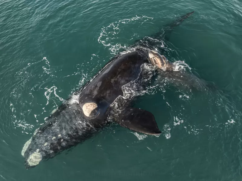 El Gobierno del Chubut anunció el lanzamiento de la Temporada de Ballenas 2024