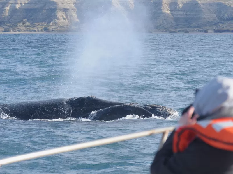El Gobierno del Chubut anunció el lanzamiento de la Temporada de Ballenas 2024